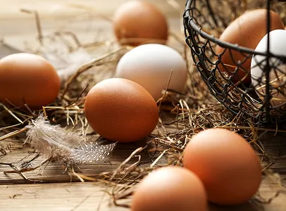Vente d'oeufs frais de la Ferme Julien Darchy du Bas-Berry, à Bourges et Allogny - Cher(18)